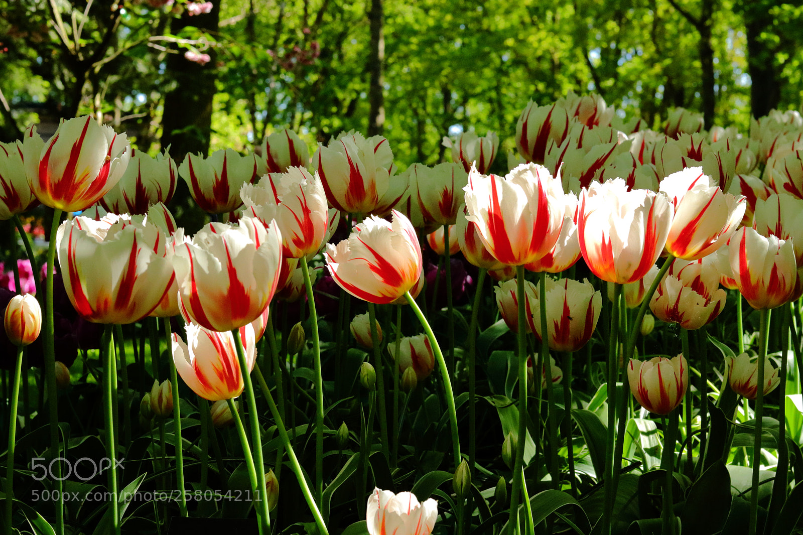 Canon EOS 750D (EOS Rebel T6i / EOS Kiss X8i) sample photo. The highlighted tulips photography