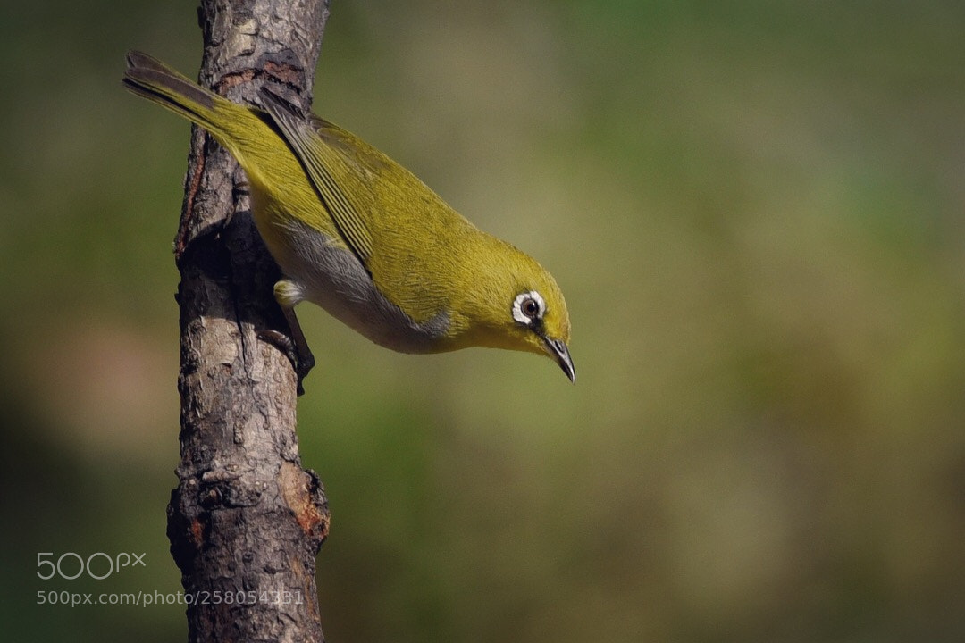 Nikon D750 sample photo. Oriental white eye photography