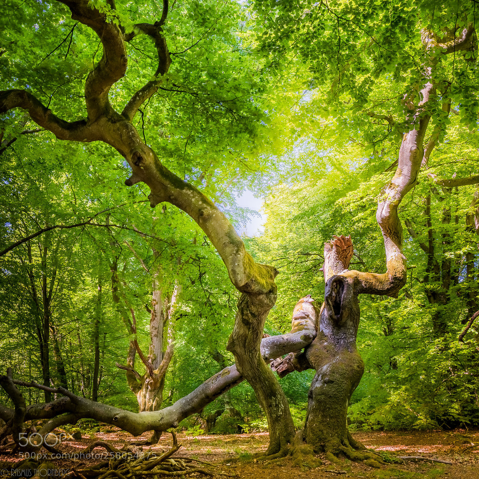 Sony a7R II sample photo. Back in tha wood photography