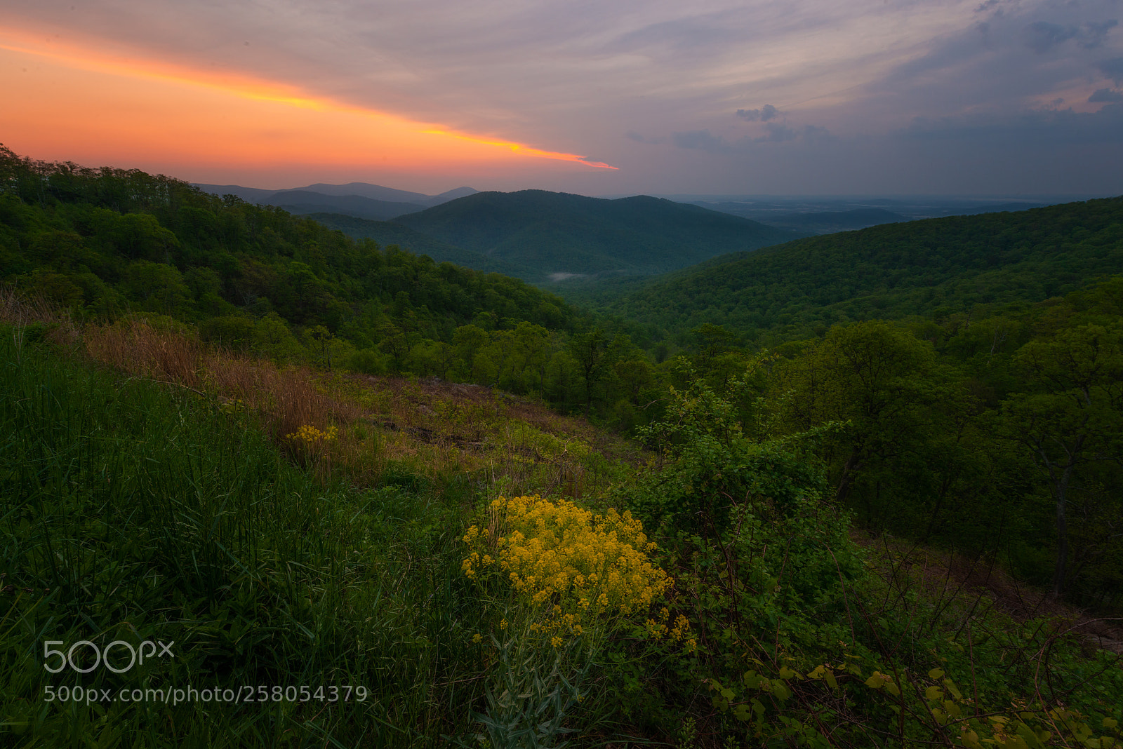 Nikon D800 sample photo. Goldenrod morning photography