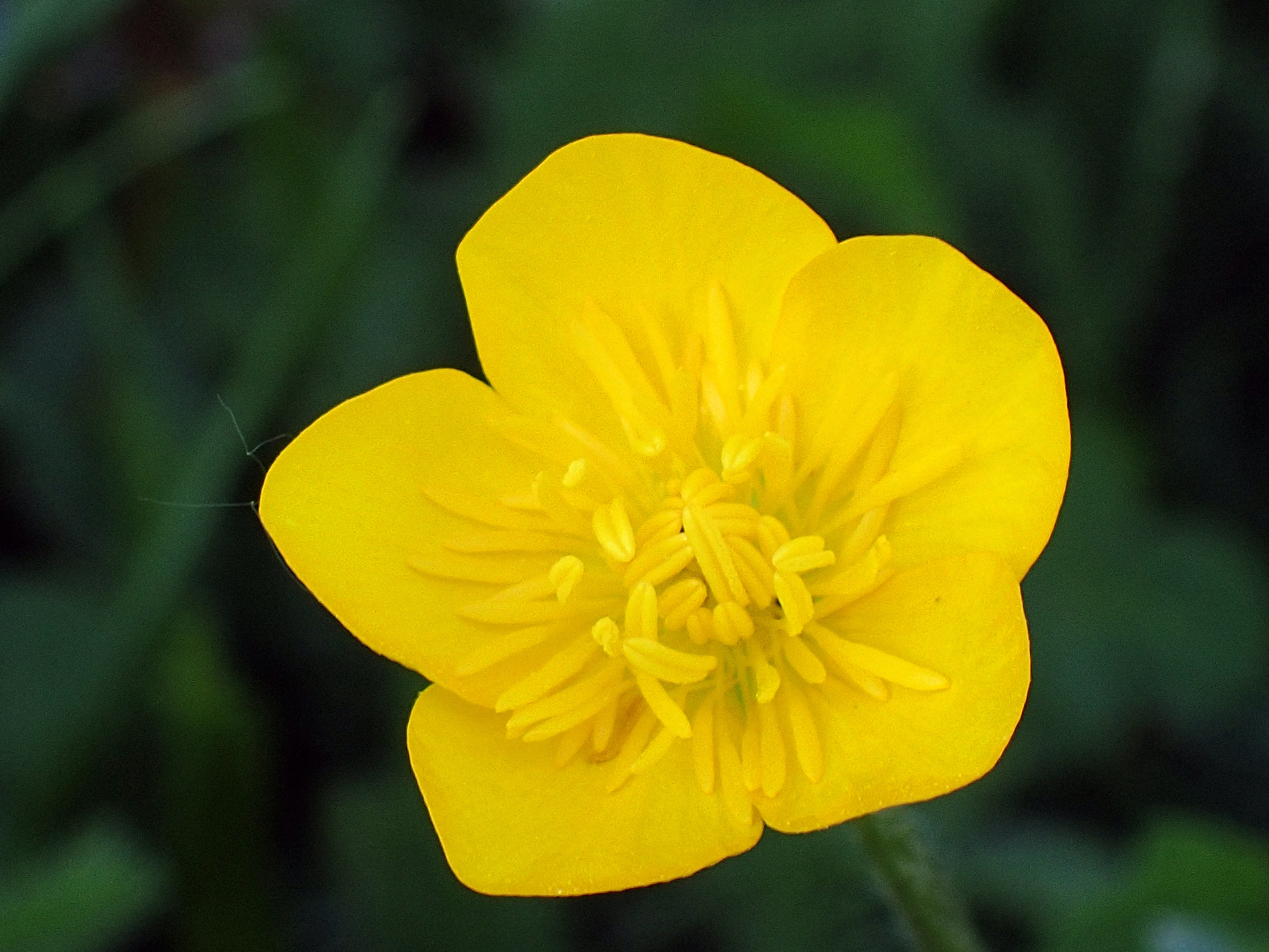 Olympus TG-4 sample photo. Little yellow flower photography