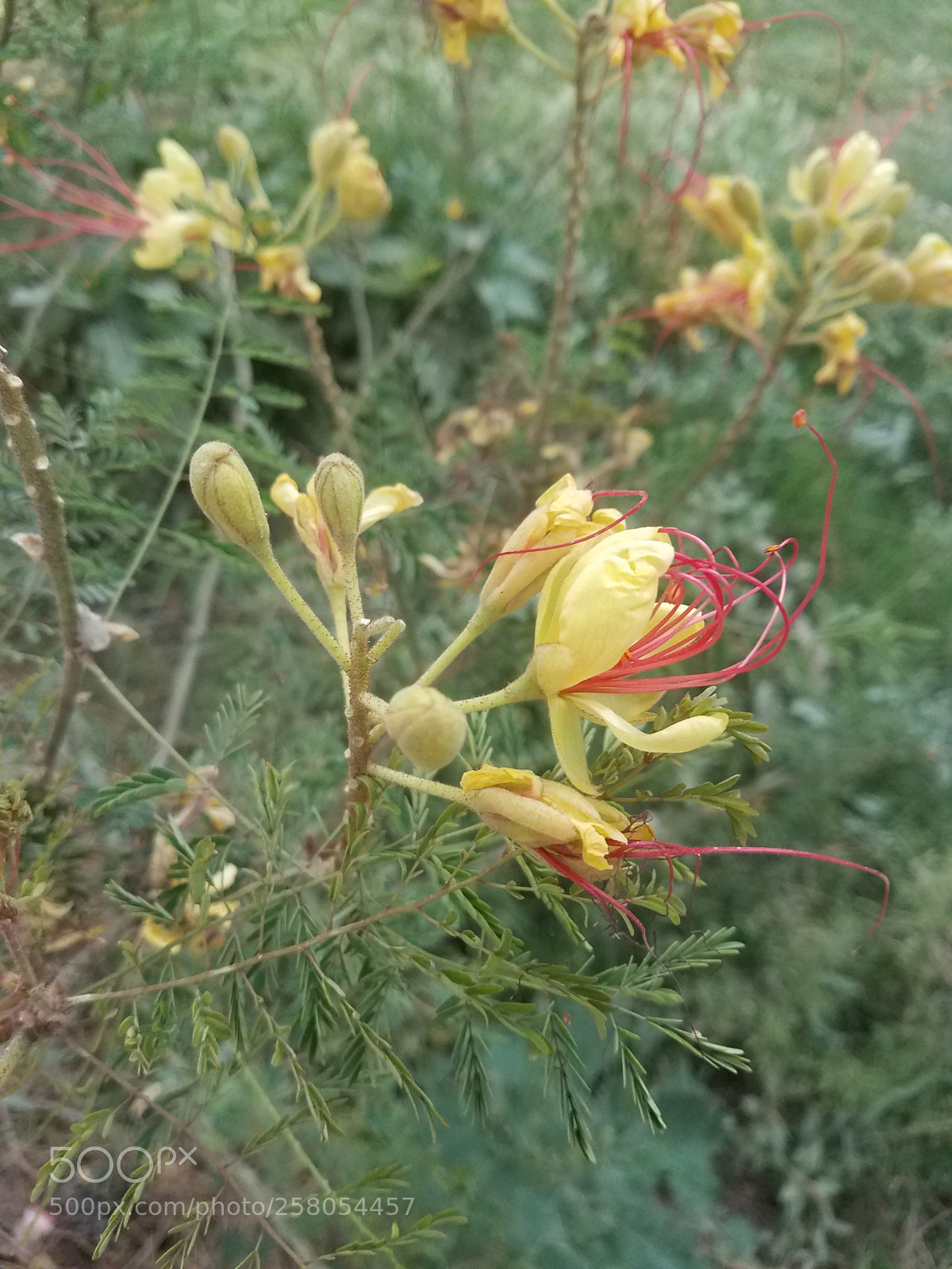 Samsung Galaxy S7 Edge sample photo. Nature photography
