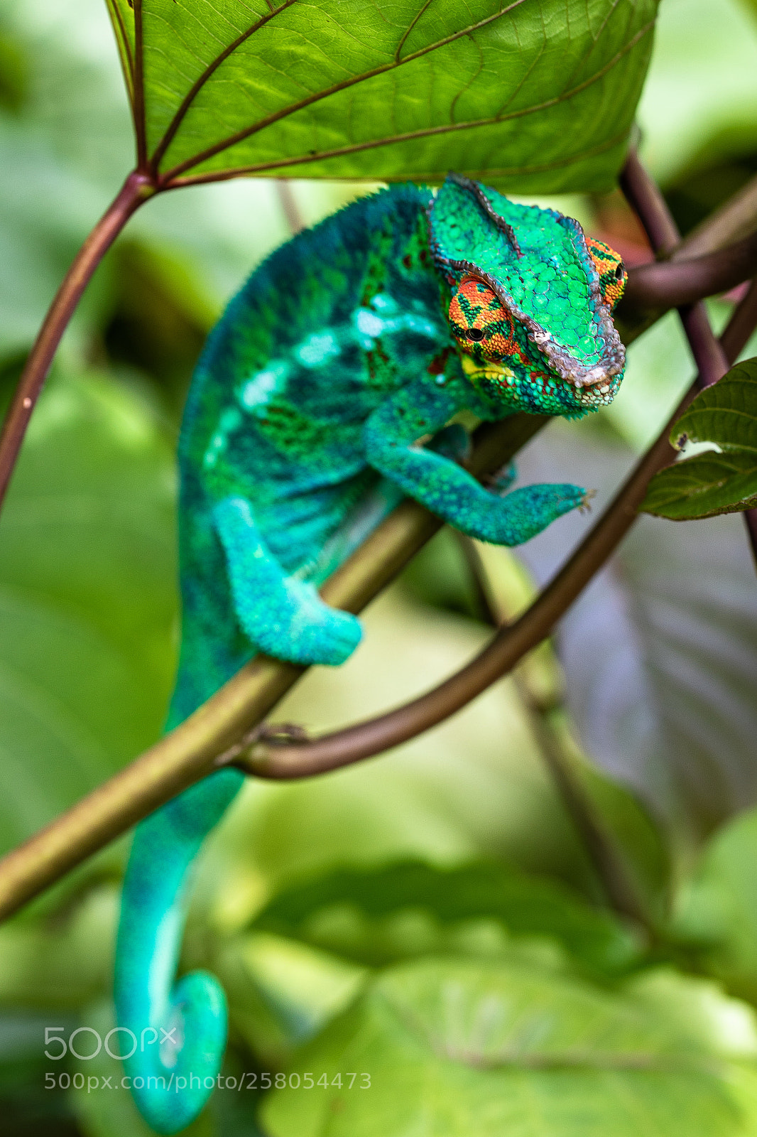 Canon EOS 5D Mark IV sample photo. Chameleon photography