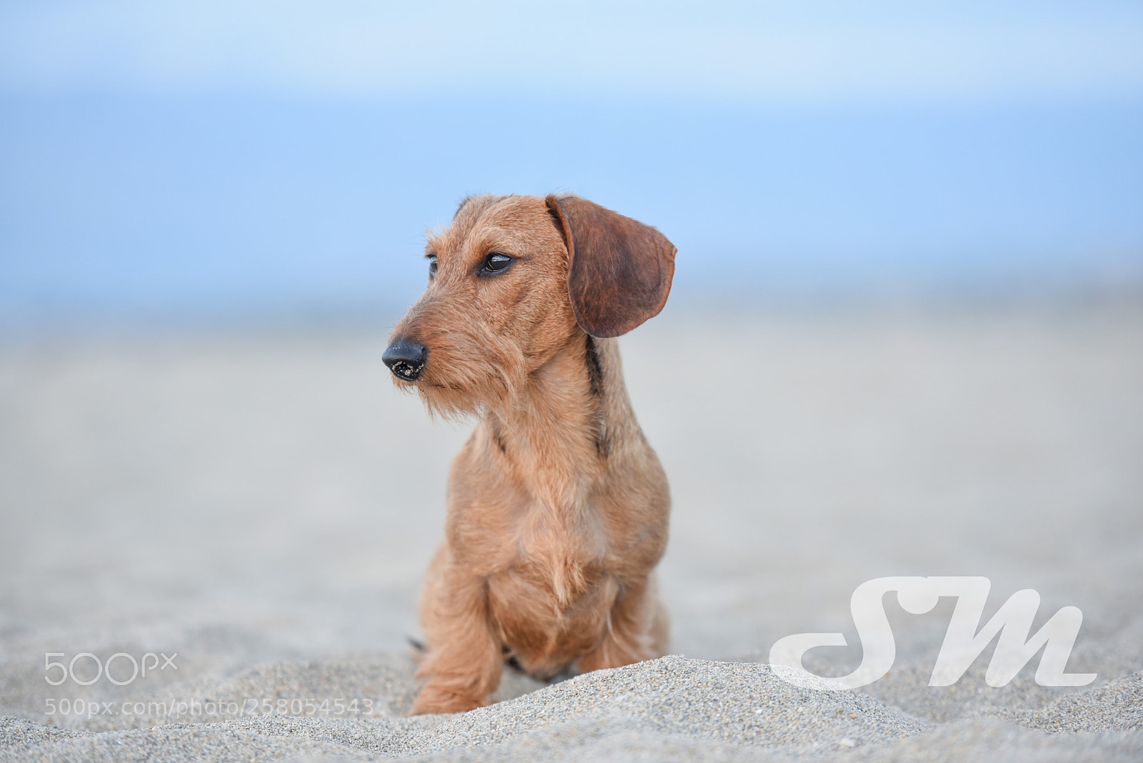 Nikon D750 sample photo. Cute little posing :d photography