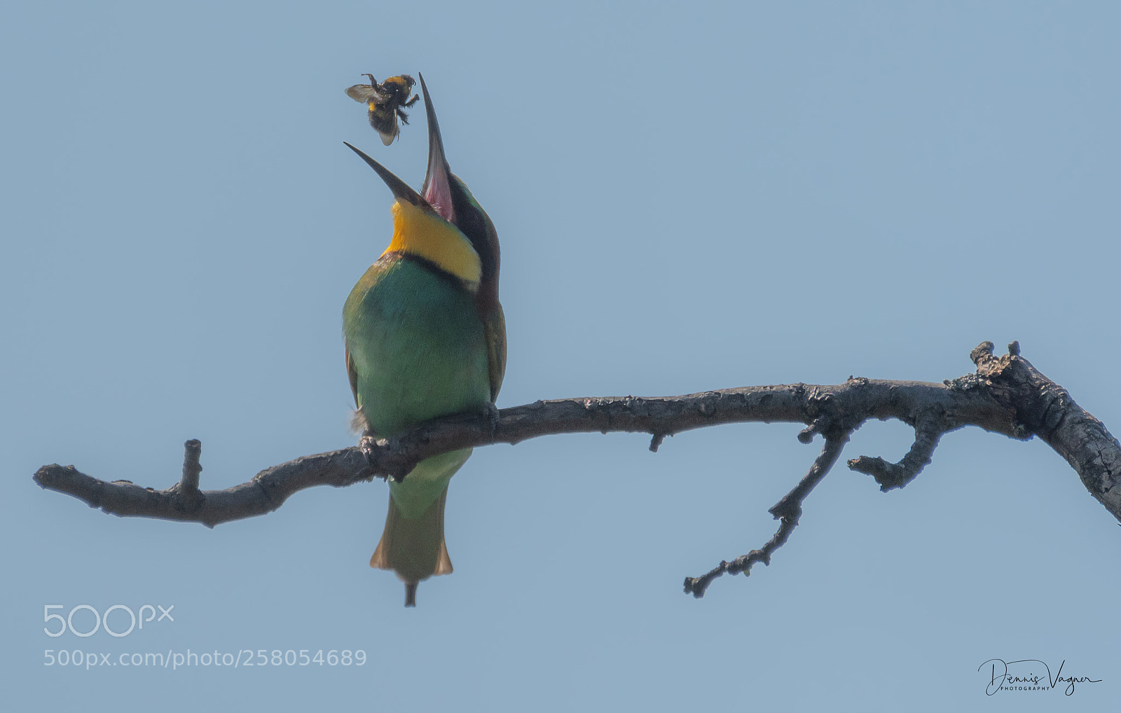 Nikon D500 sample photo. Rainbow bee eater with photography