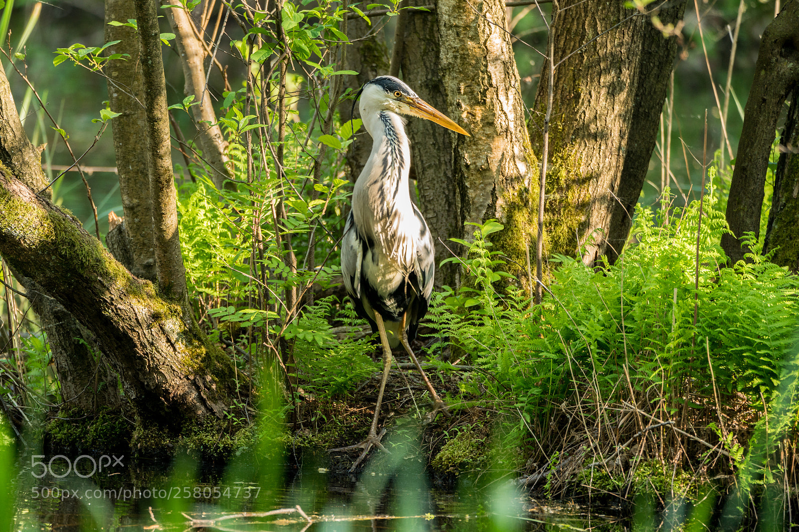 Sony a7R II sample photo. Fischen im grünen photography
