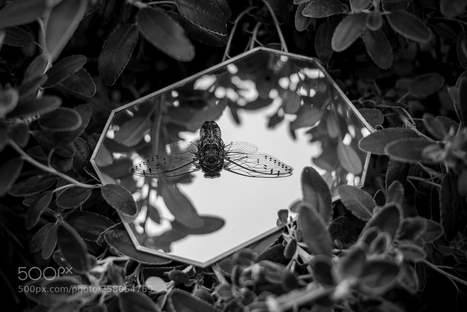 Nikon D610 sample photo. Cicada photography