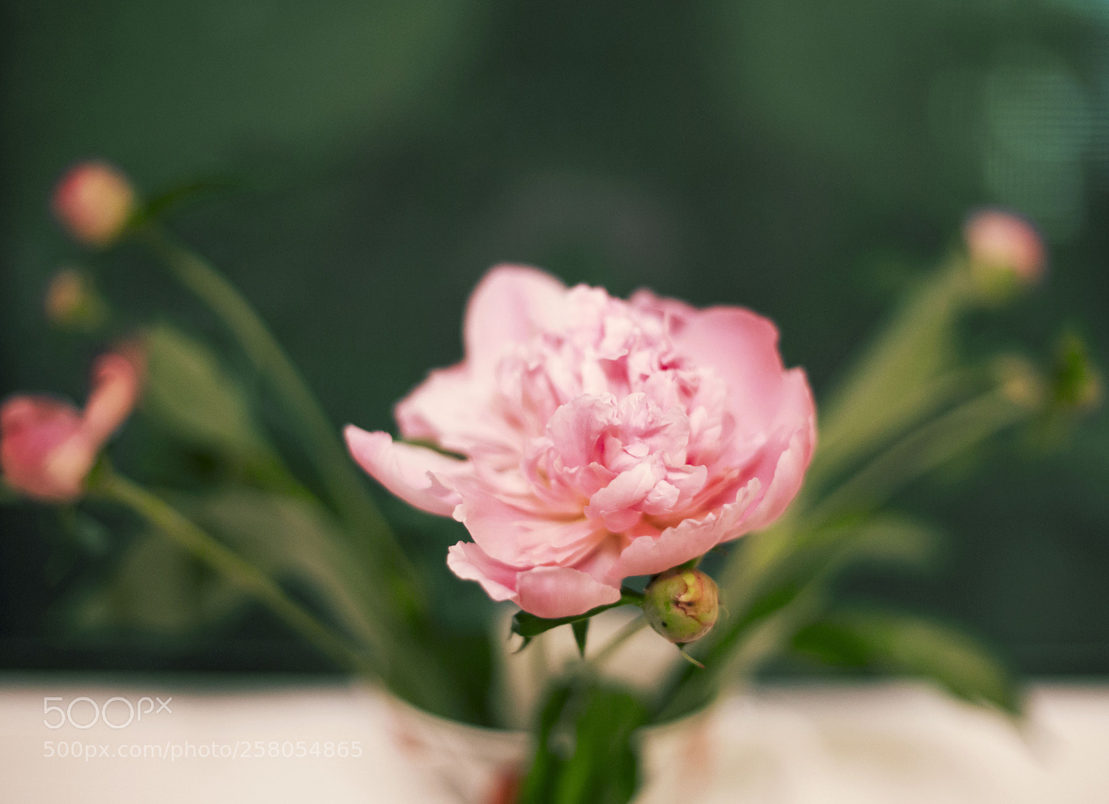 Canon EOS 6D sample photo. Single pale peony photography