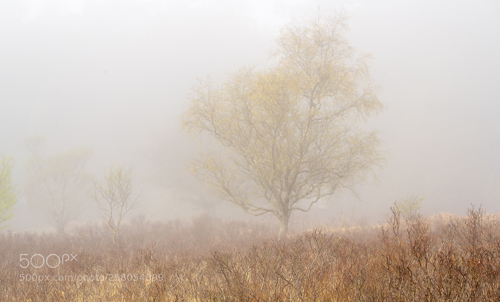 Sony a7R III sample photo. Mist among the birches photography