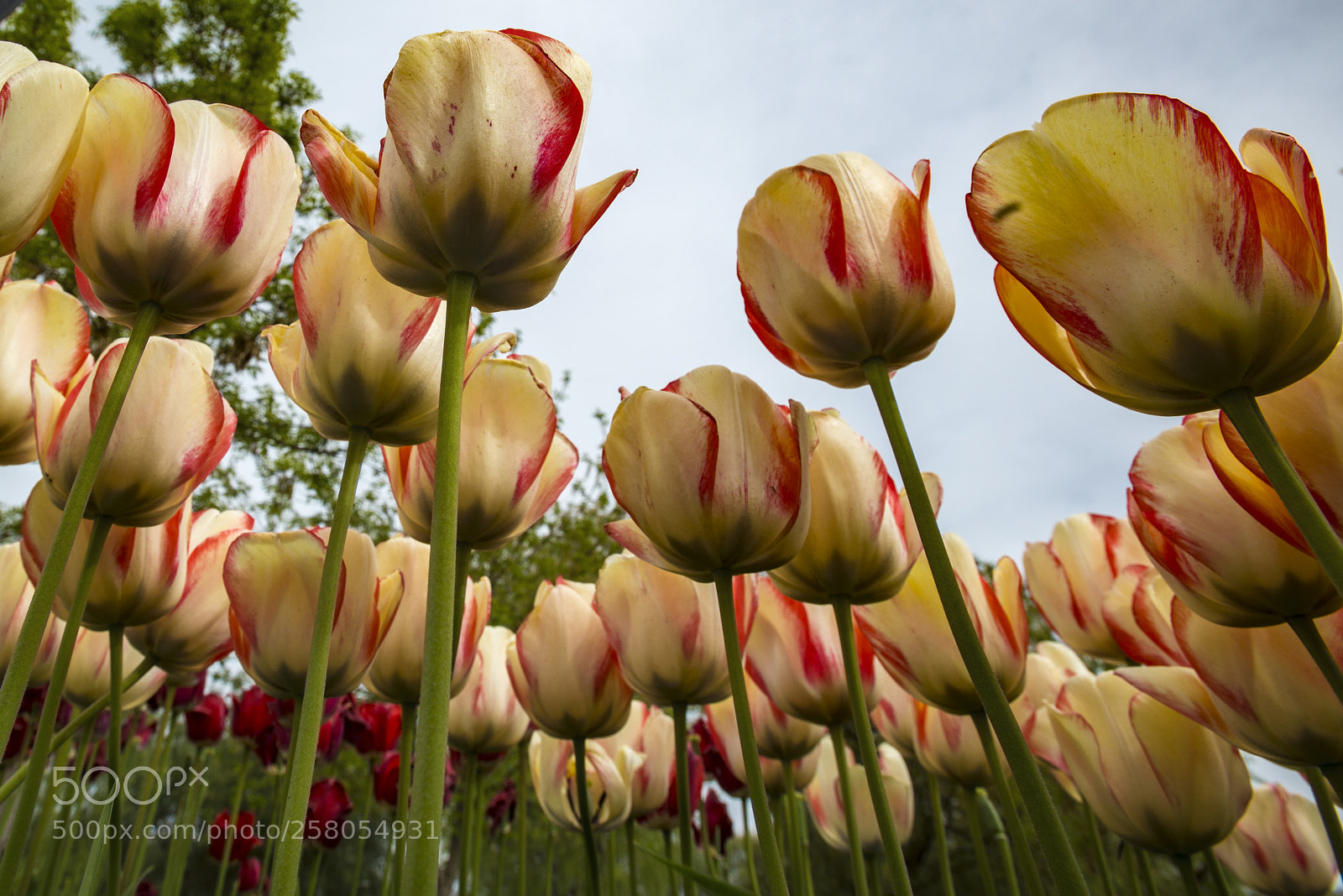 Nikon D800E sample photo. Tulip photography