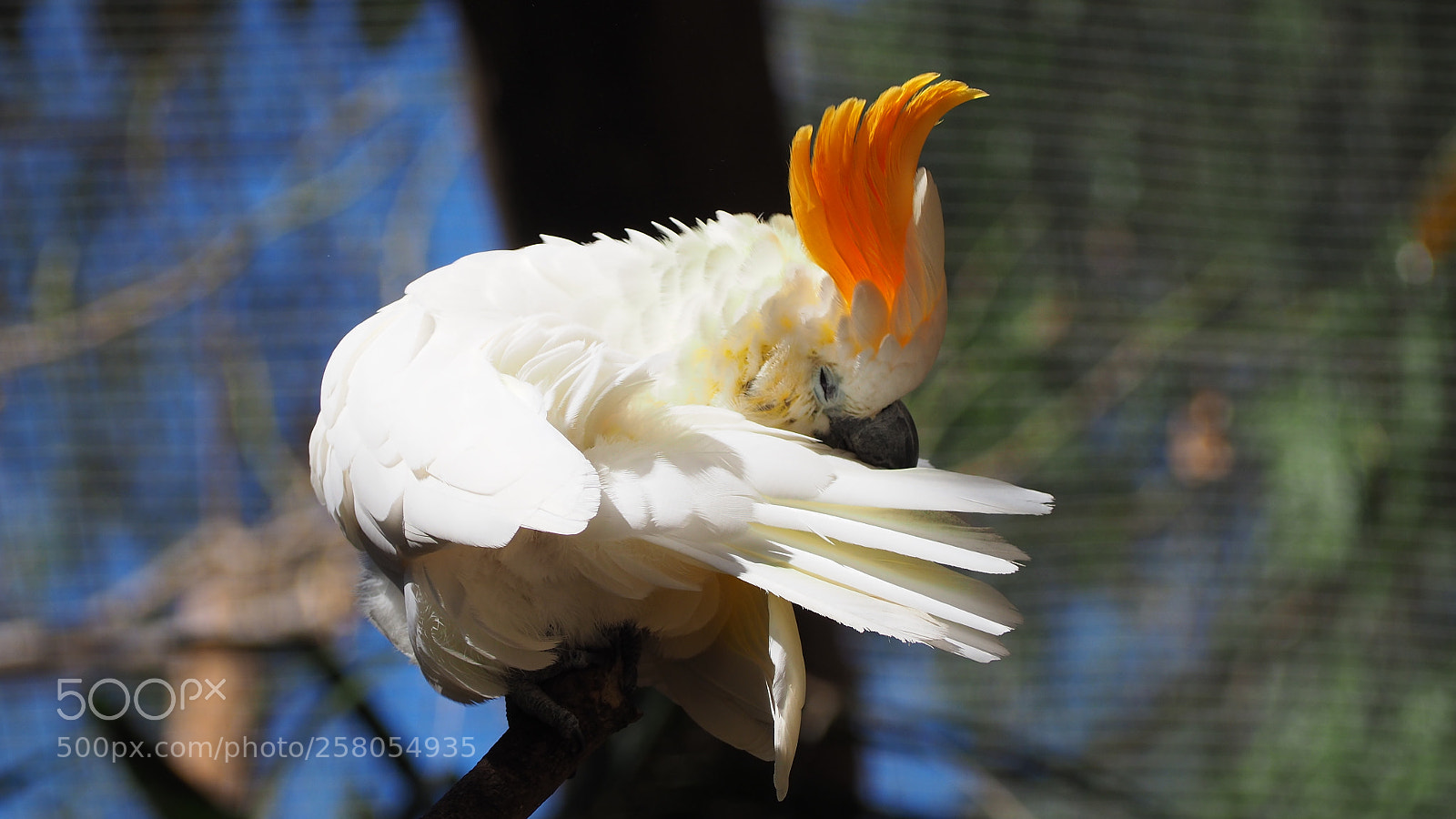 Olympus OM-D E-M10 II sample photo. Kakadu photography