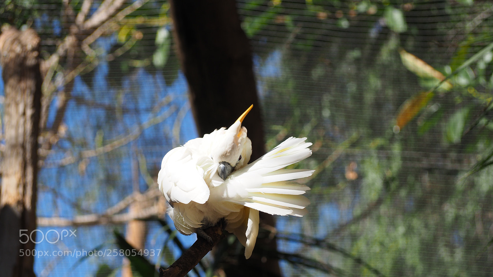 Olympus OM-D E-M10 II sample photo. Kakadu photography