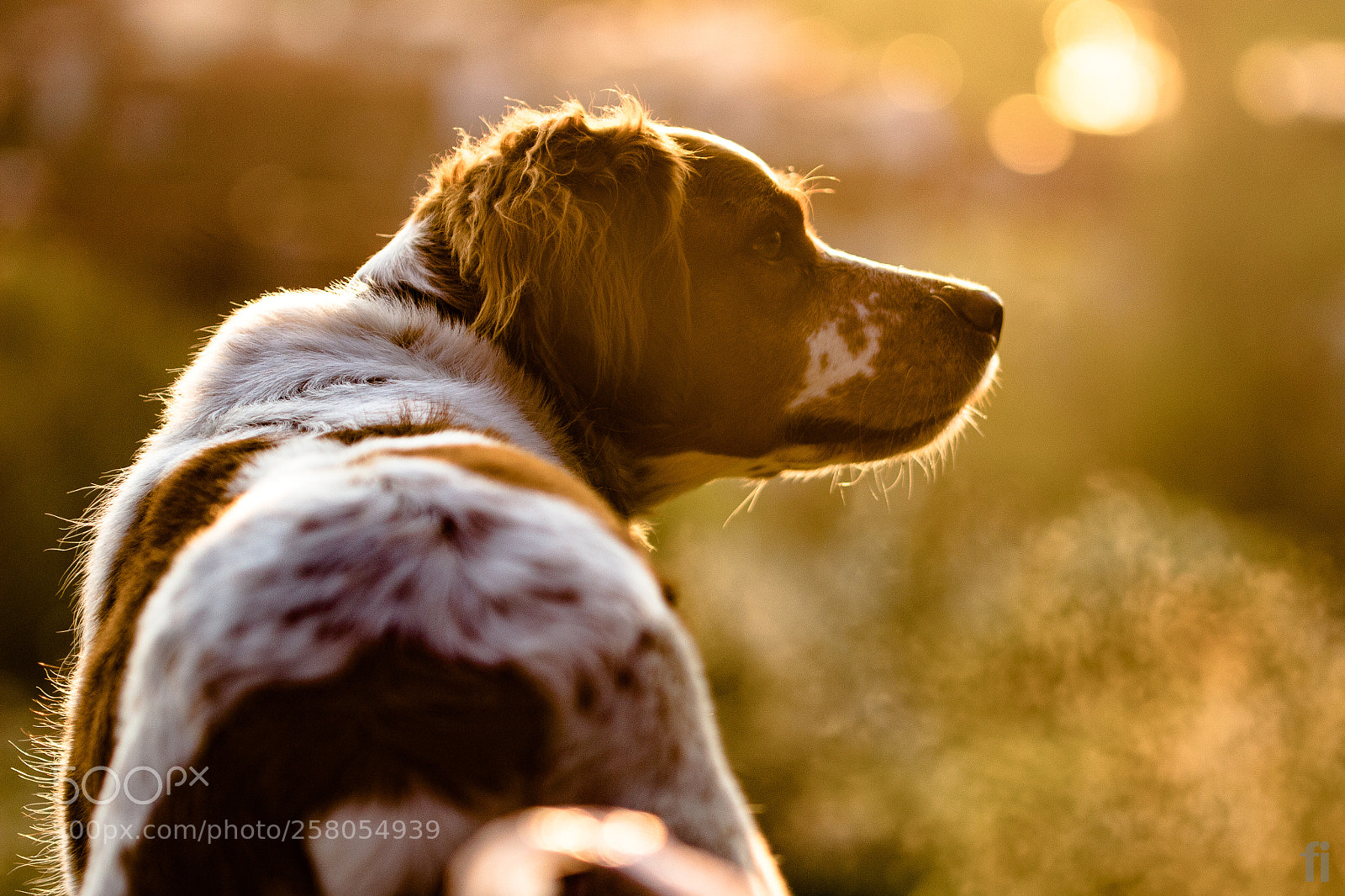 Canon EOS 600D (Rebel EOS T3i / EOS Kiss X5) sample photo. Waiting dog in a photography