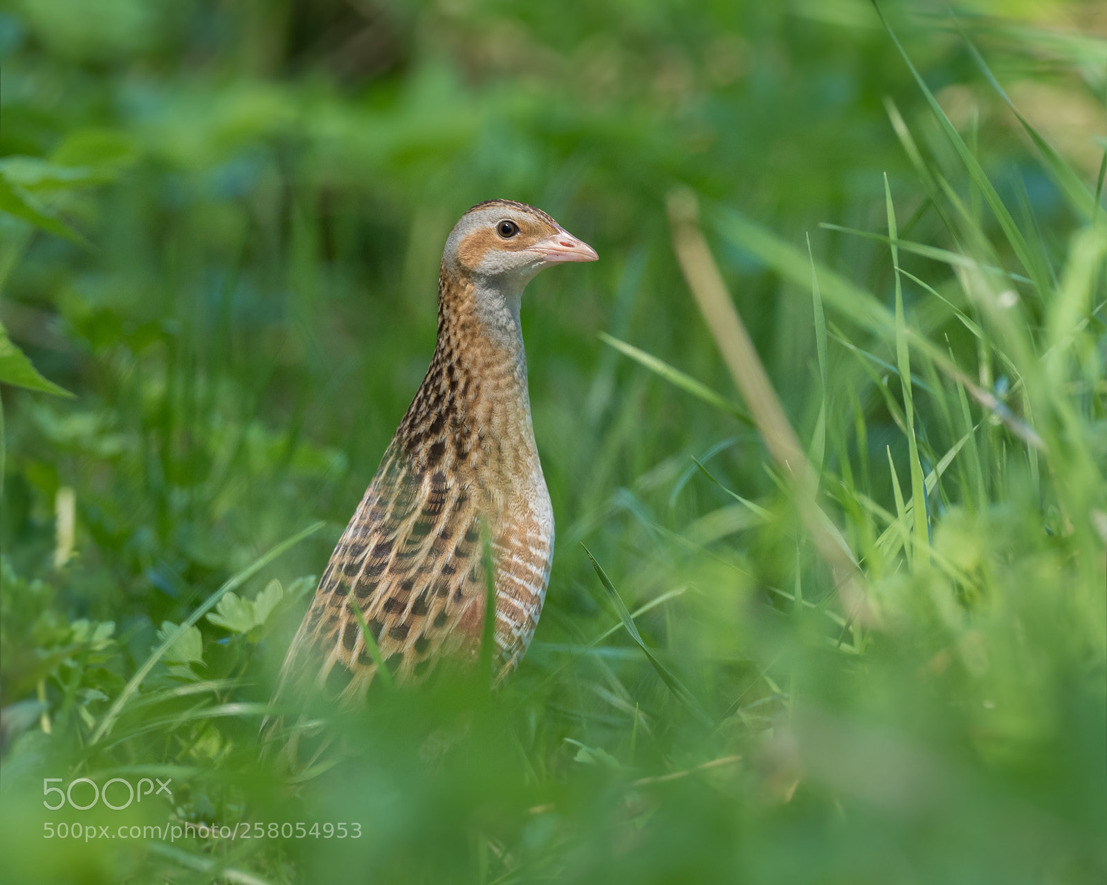 Olympus OM-D E-M1 Mark II sample photo. Corn crake photography