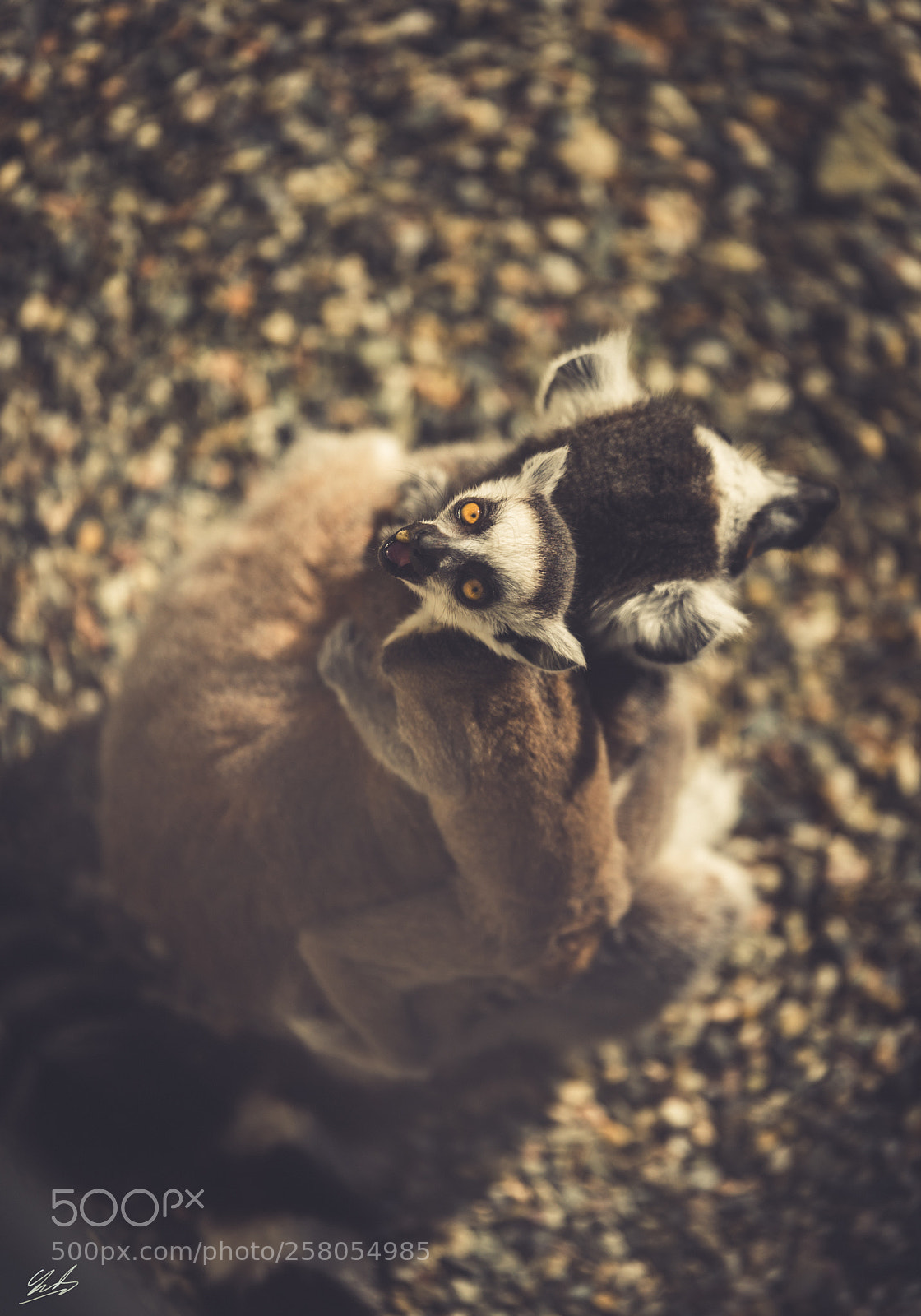 Nikon D610 sample photo. Wee lemur photography