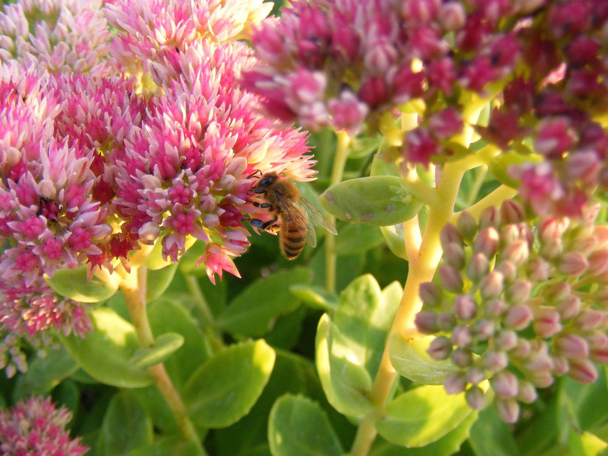 Fujifilm FinePix S5800 S800 sample photo. Bee on flower photography