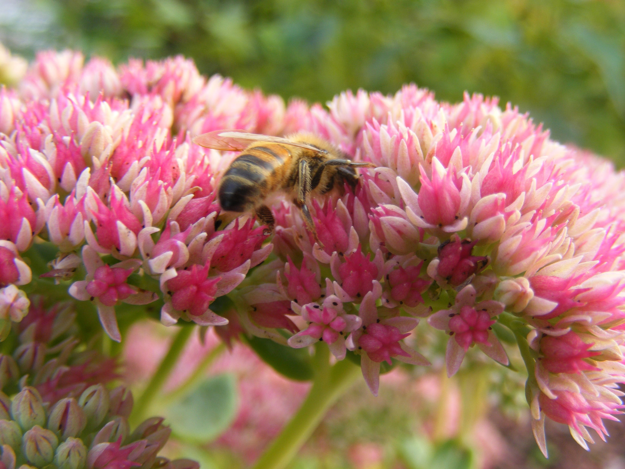 Fujifilm FinePix S5800 S800 sample photo. Bee flower photography