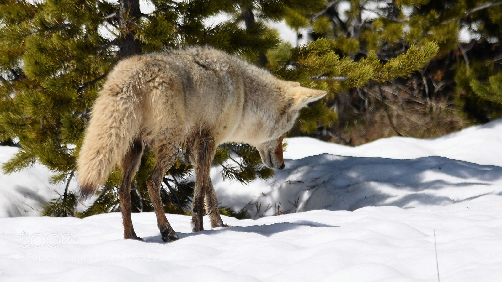 Nikon D7200 sample photo. Yellowstone coyote photography