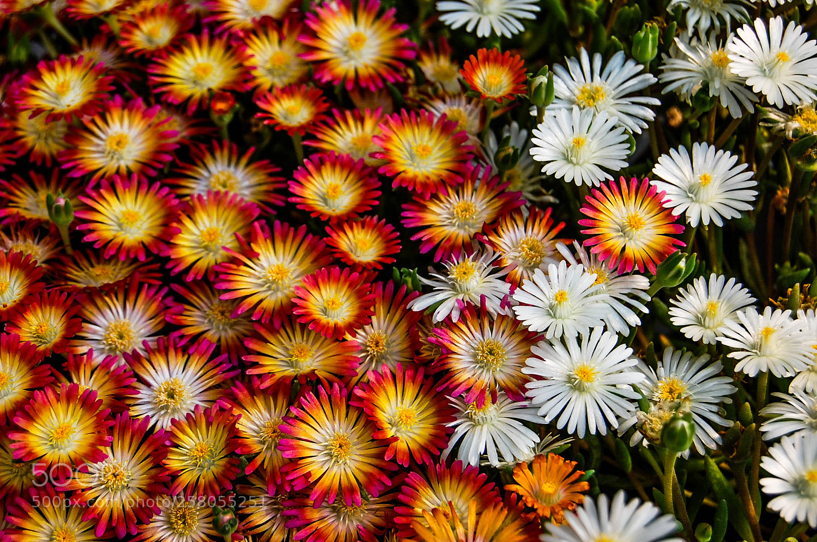Nikon D40 sample photo. Colors photography