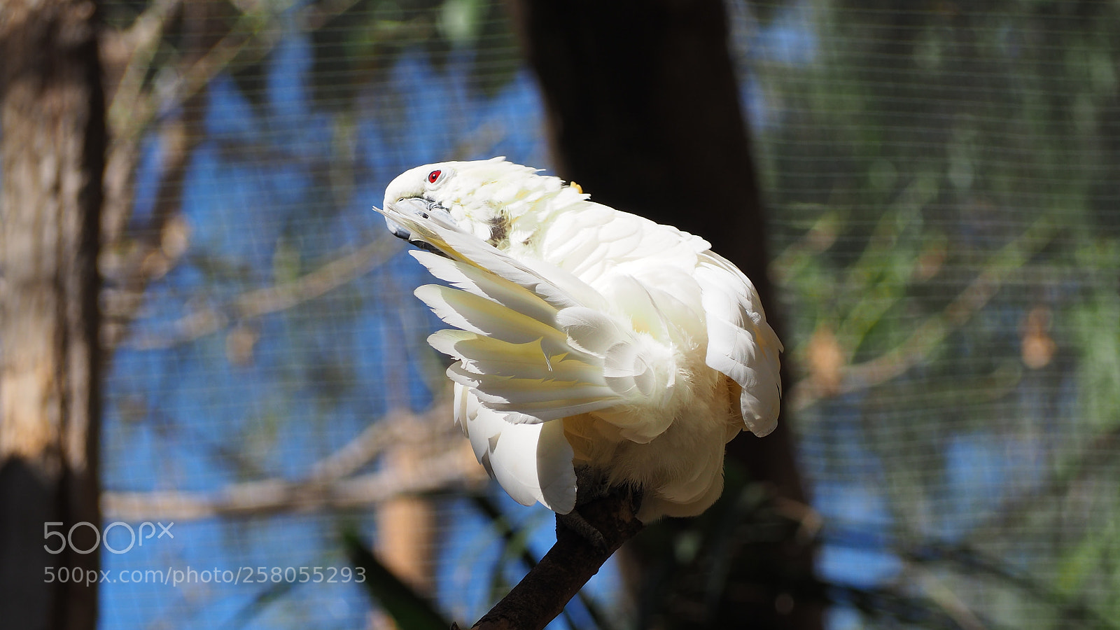 Olympus OM-D E-M10 II sample photo. Kakadu photography