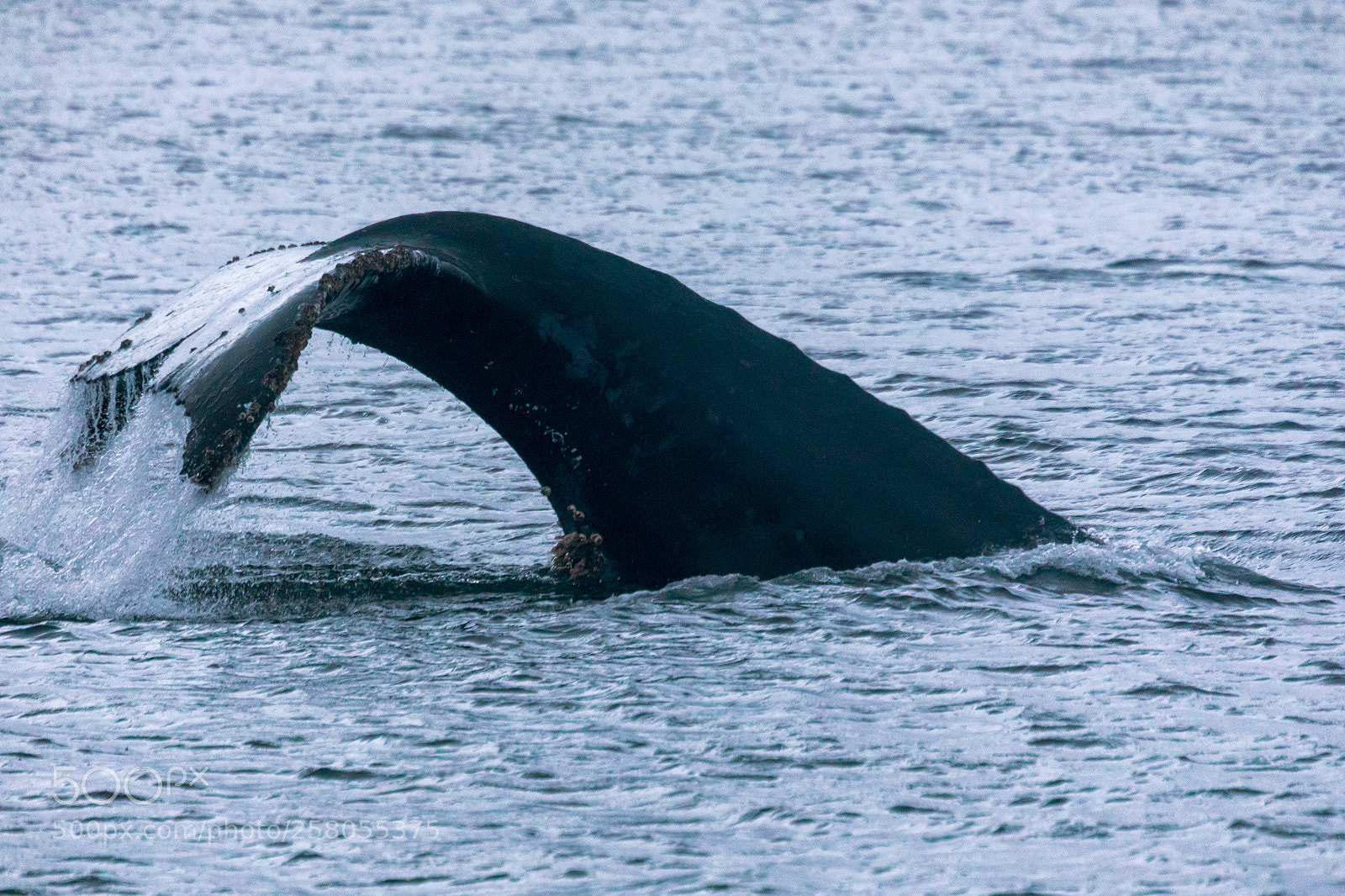 Canon EOS 5D Mark IV sample photo. Humpback whale showing its photography