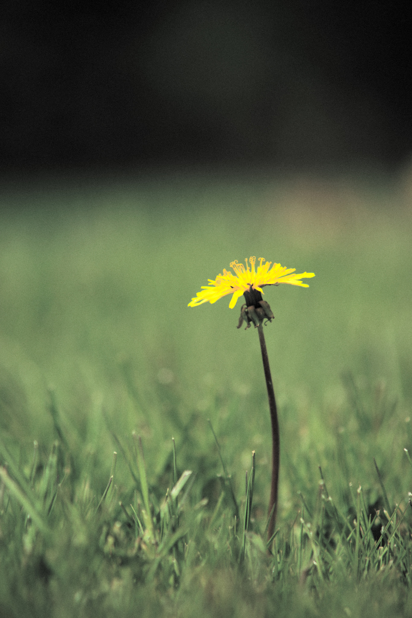 Sony Alpha DSLR-A900 sample photo. Clean yellow and over. photography