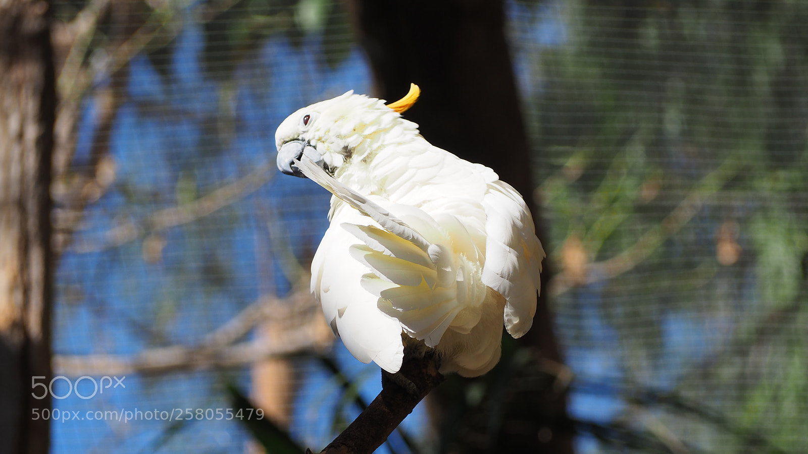 Olympus OM-D E-M10 II sample photo. Kakadu photography