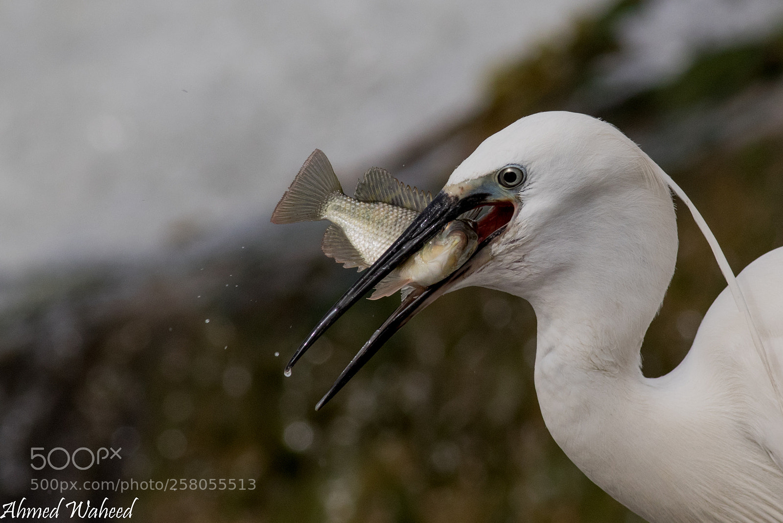 Canon EOS 7D Mark II sample photo. Little egret fishing photography