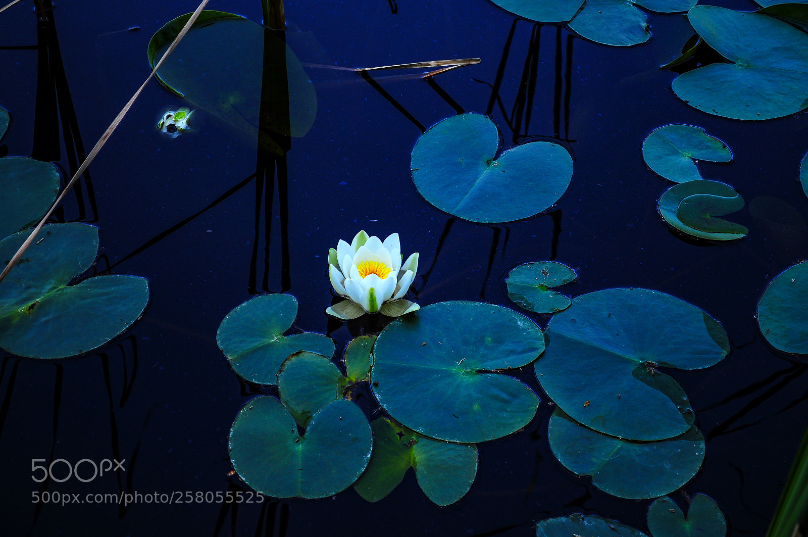 Nikon D5000 sample photo. Untitled photography