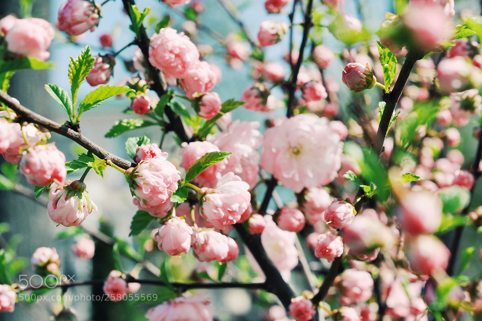 Nikon D90 sample photo. Blossom photography