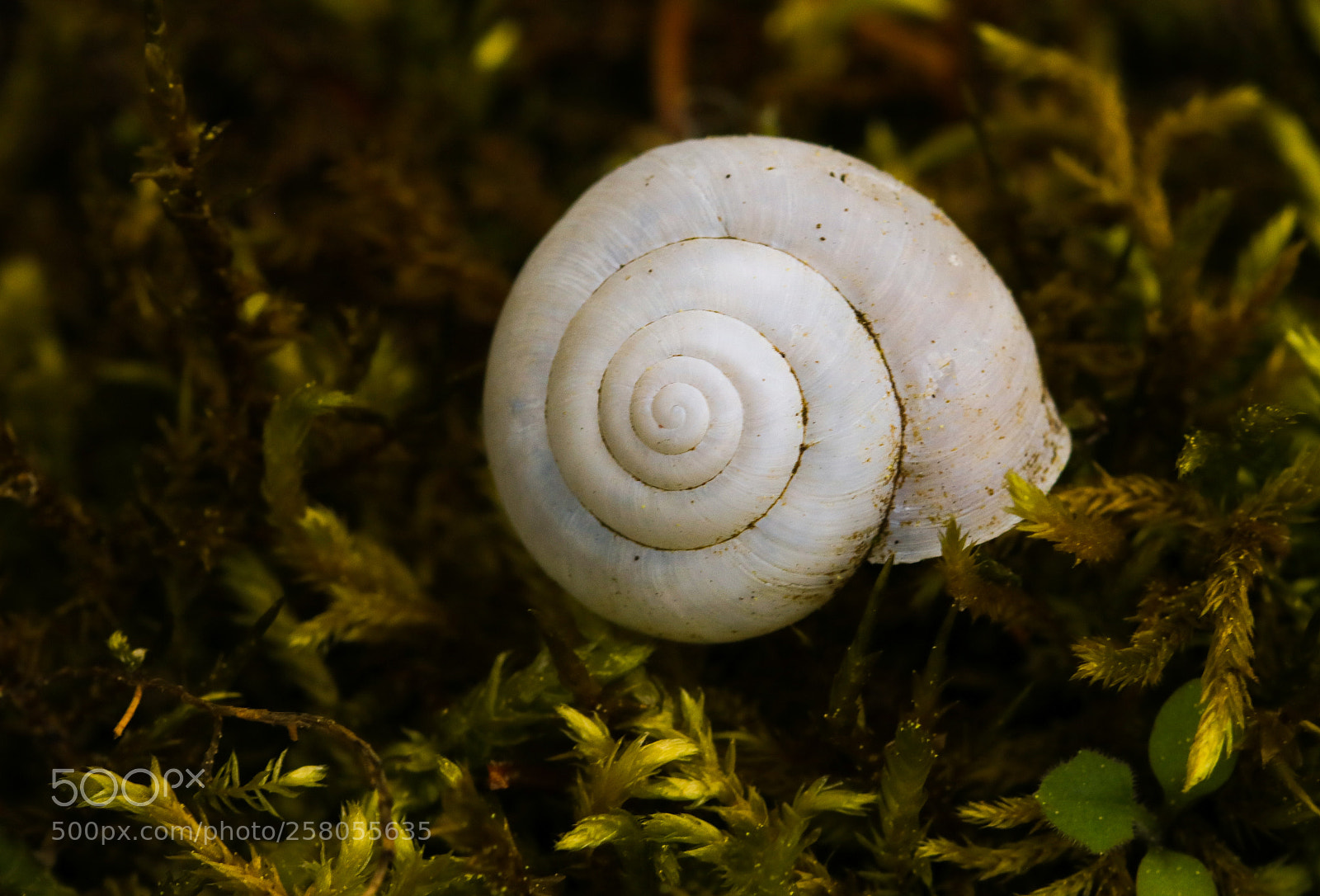 Canon EOS 750D (EOS Rebel T6i / EOS Kiss X8i) sample photo. Shell in the green photography