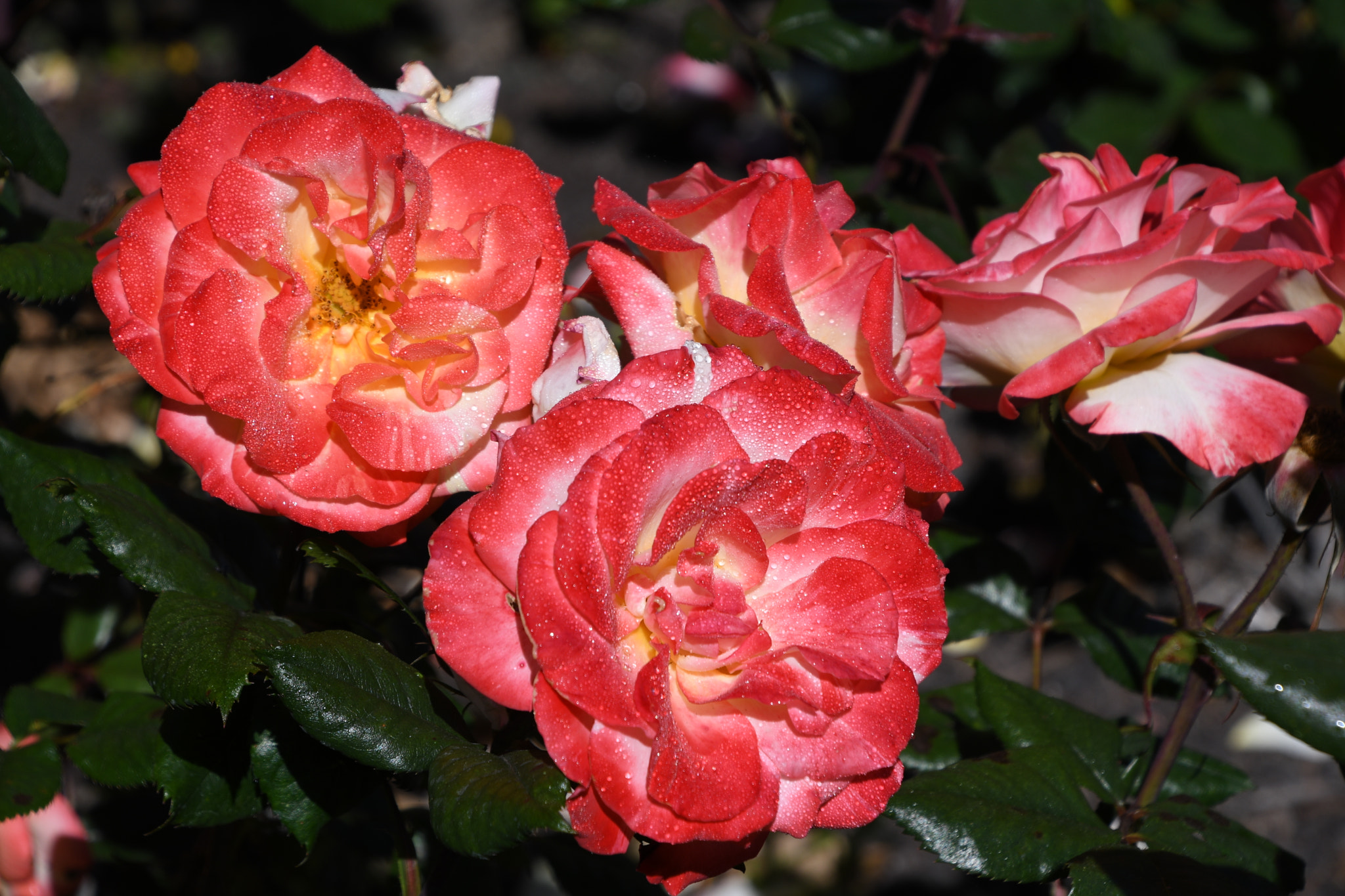 Nikon D500 sample photo. Dsc photography