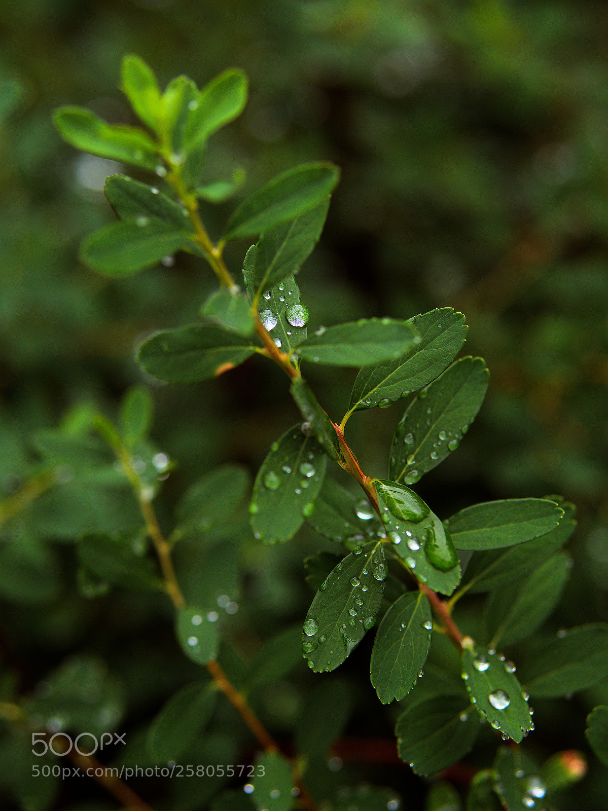 Panasonic Lumix DC-GH5 sample photo. Des perles de pluie... photography