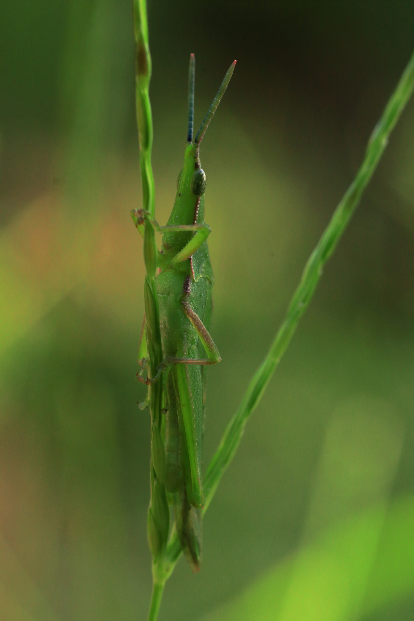 Sigma 50mm f/1.4 EX DG HSM + 1.4x sample photo. Grasshopper photography