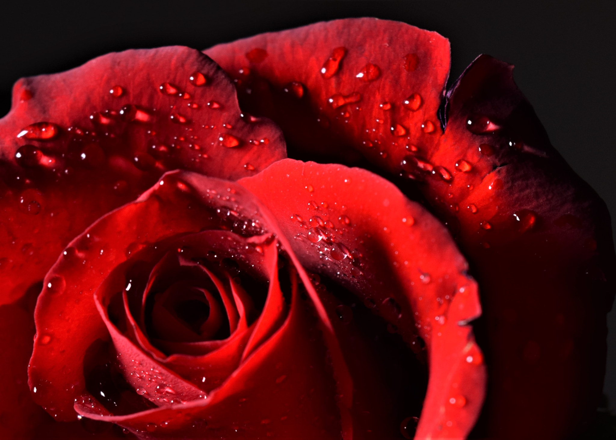 Nikon D5300 sample photo. Red rose 03 photography
