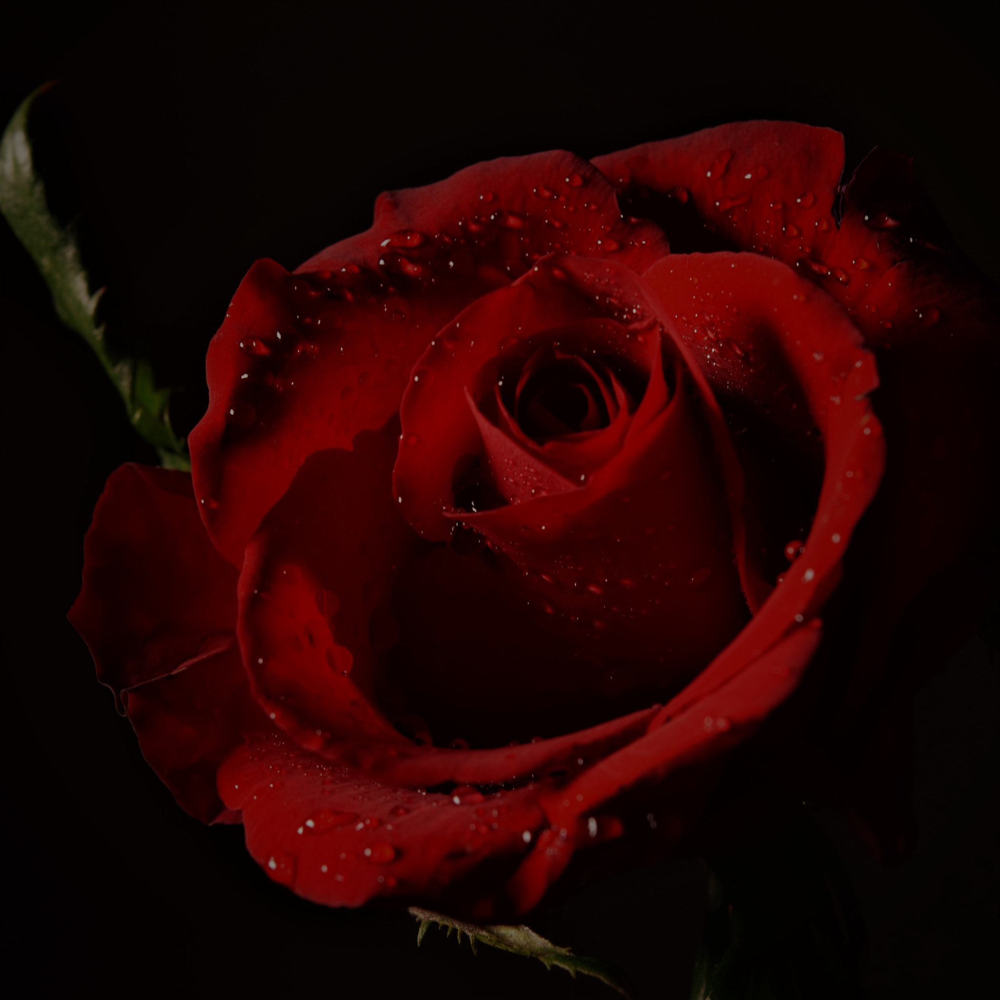 Nikon D5300 sample photo. Red rose 04 photography