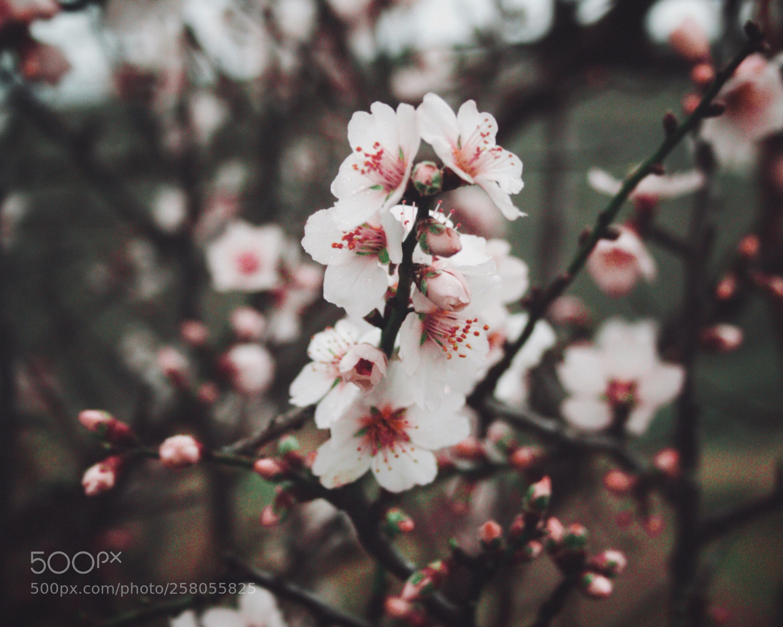 Canon EOS 500D (EOS Rebel T1i / EOS Kiss X3) sample photo. • photography