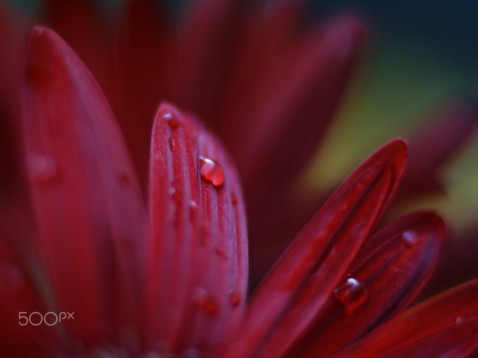 Canon EOS 760D (EOS Rebel T6s / EOS 8000D) sample photo. Red gerbera petal photography