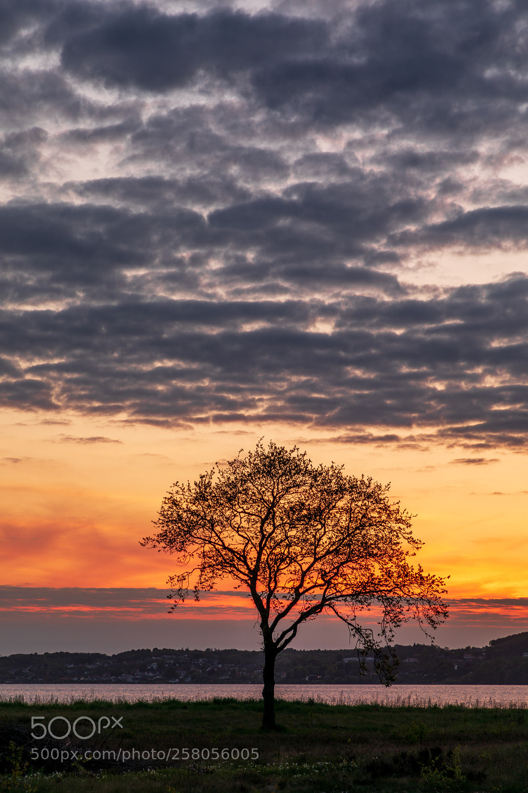 Canon EOS 5D Mark IV sample photo. Sunset tree denmark photography