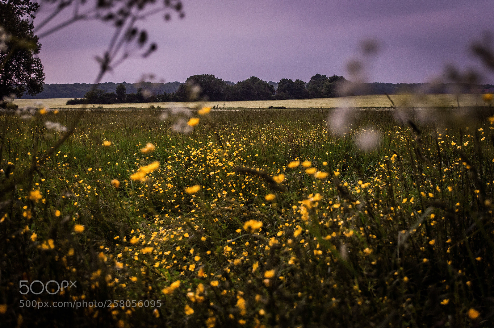 Nikon D5000 sample photo. Flowers as stars photography