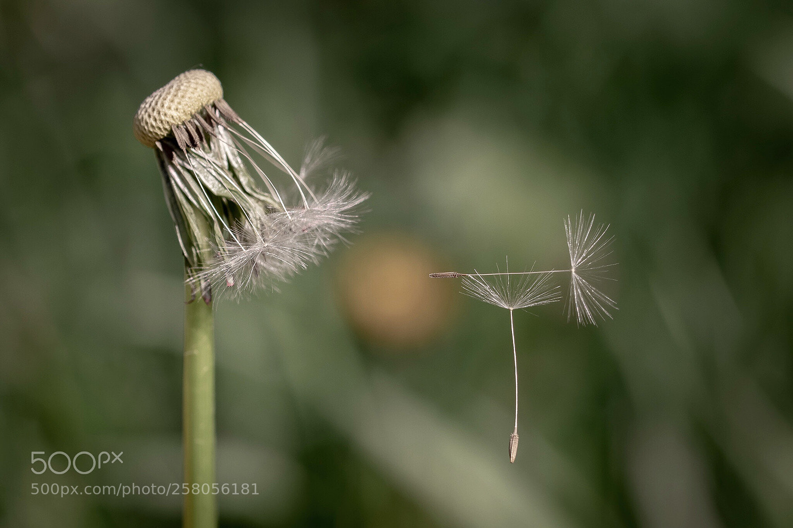 Canon EOS 7D Mark II sample photo. Nature‘s art photography