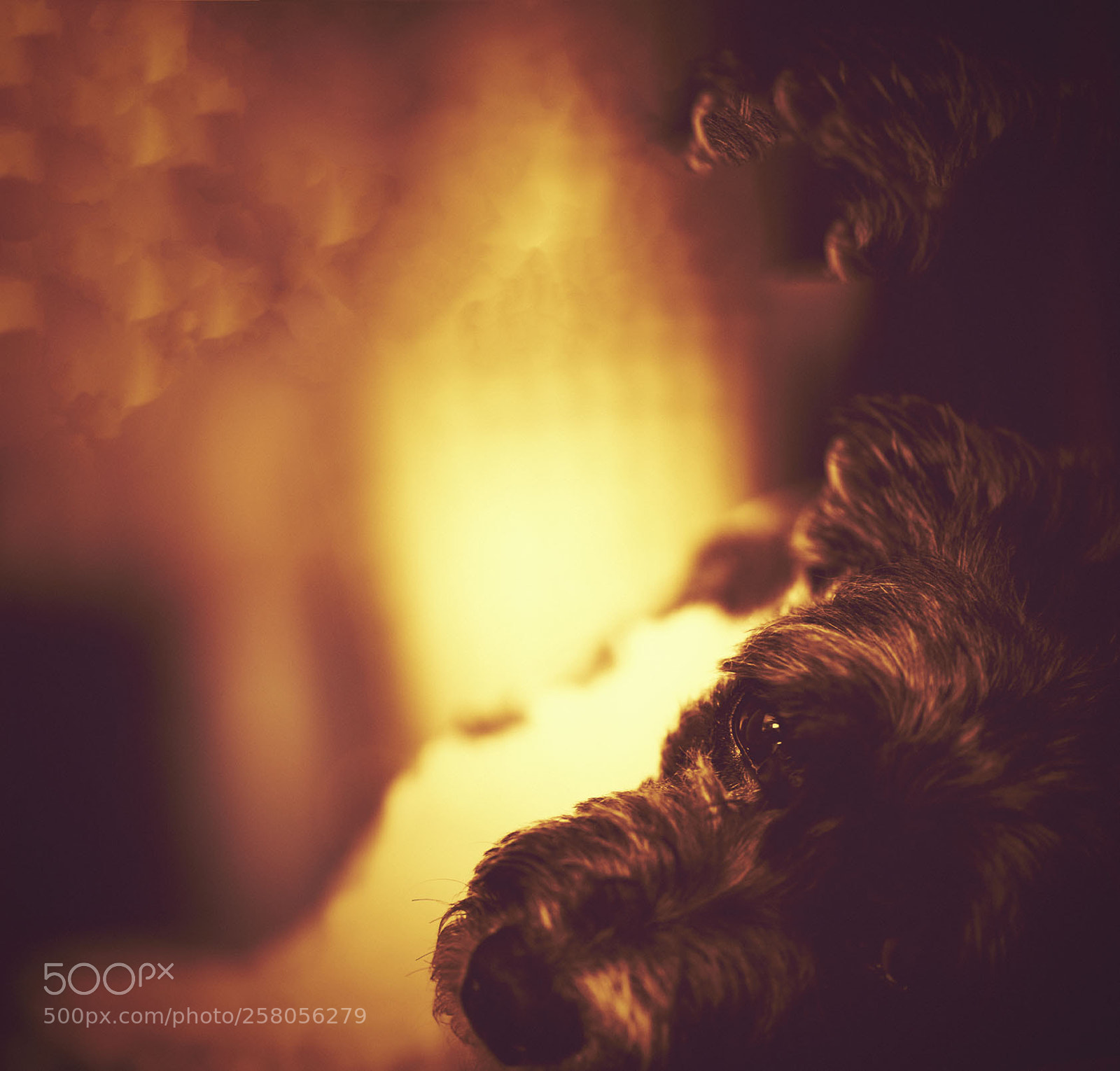 Nikon D810 sample photo. Doggy daydream photography