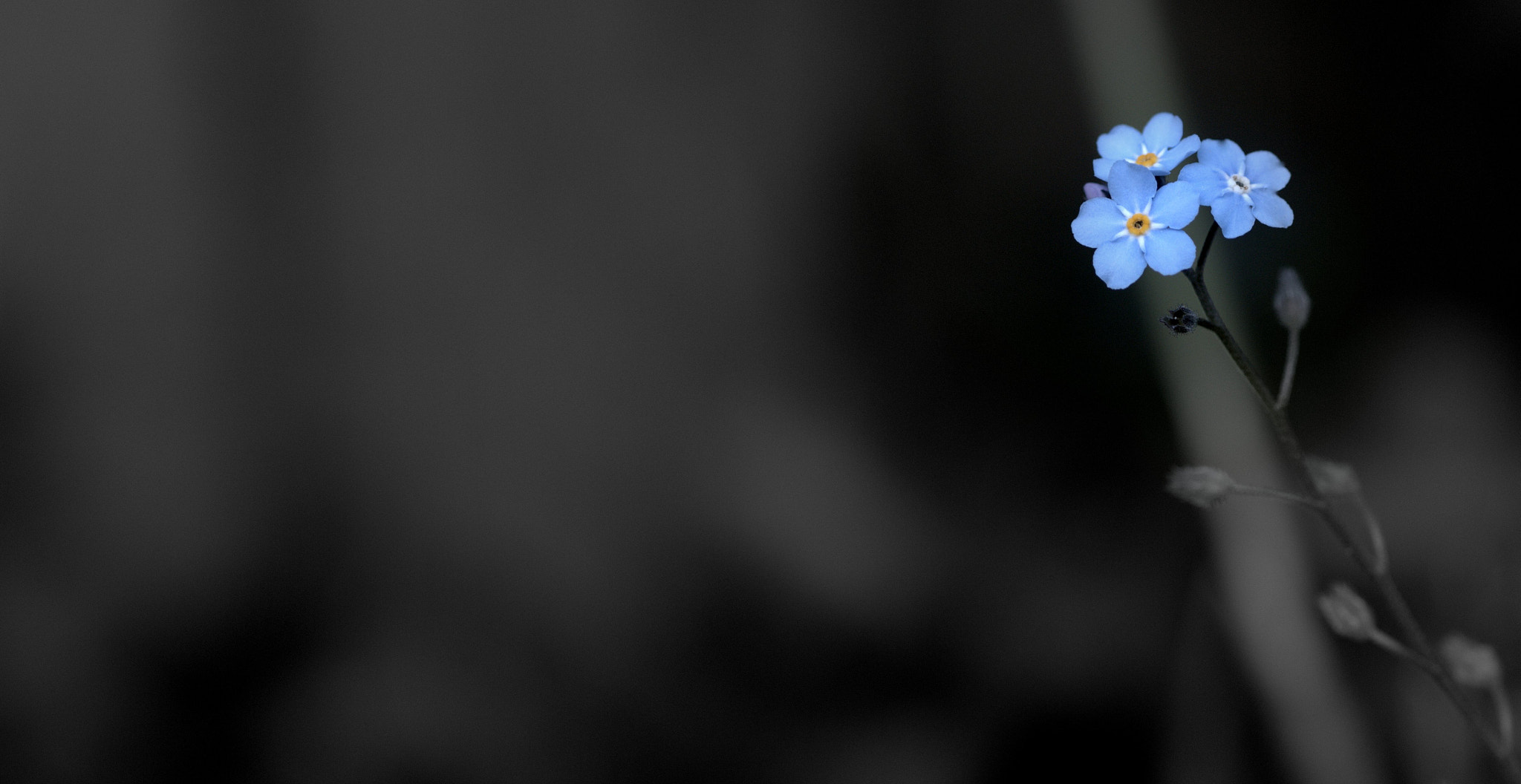 Canon EF 100mm F2.8 Macro USM sample photo. Never forgotten..... photography