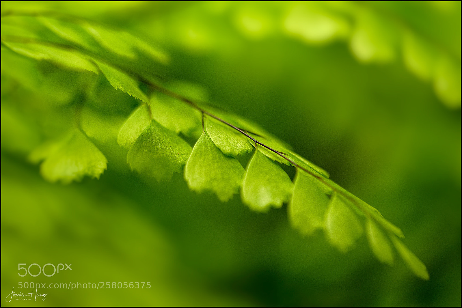 Fujifilm X-T2 sample photo. Only a fern leaf photography