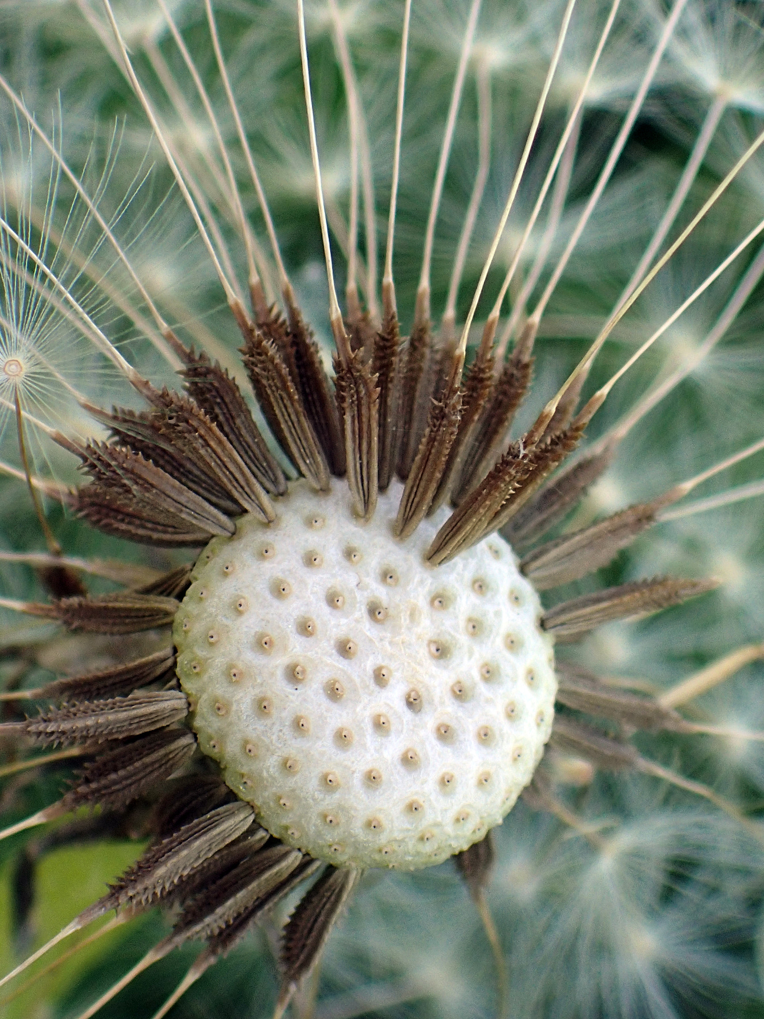 Olympus TG-4 sample photo. Dandelion seesds close up photography