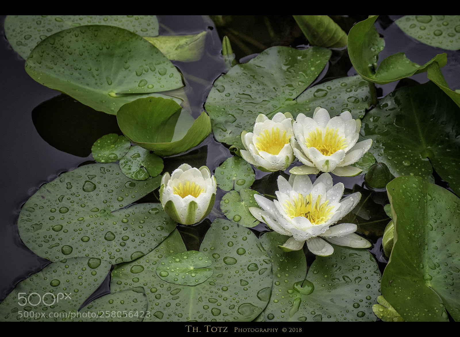 Olympus OM-D E-M1 sample photo. Water lilies photography