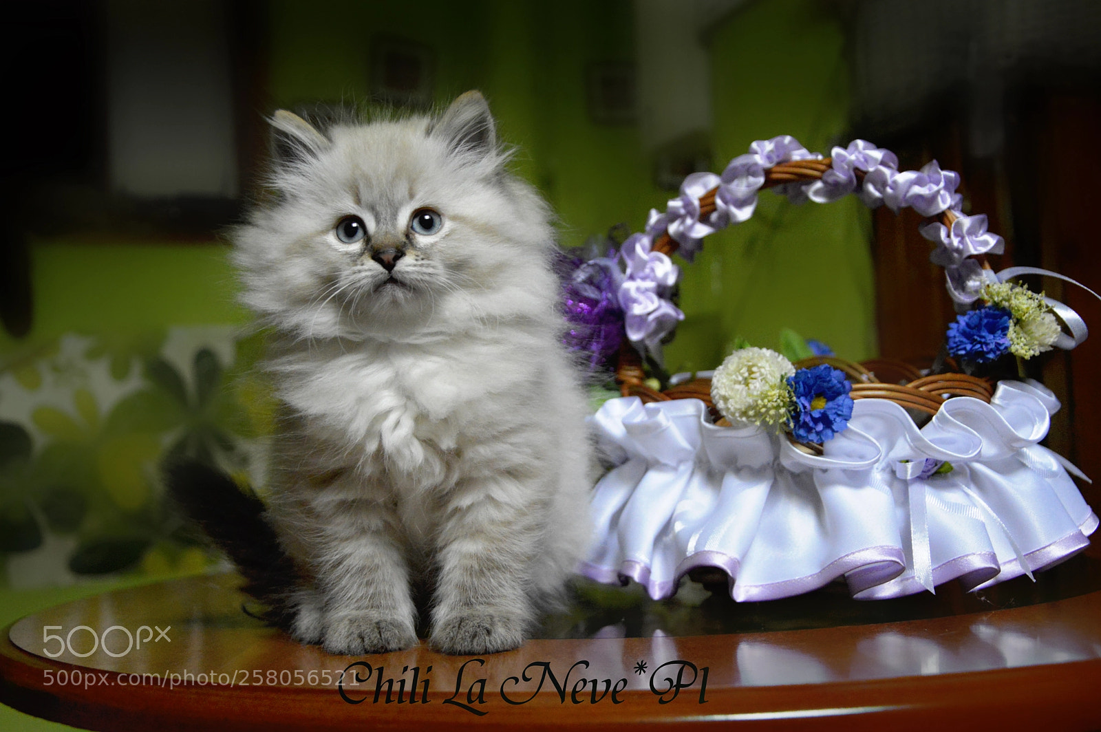 Nikon D3200 sample photo. Chili la neve*pl photography