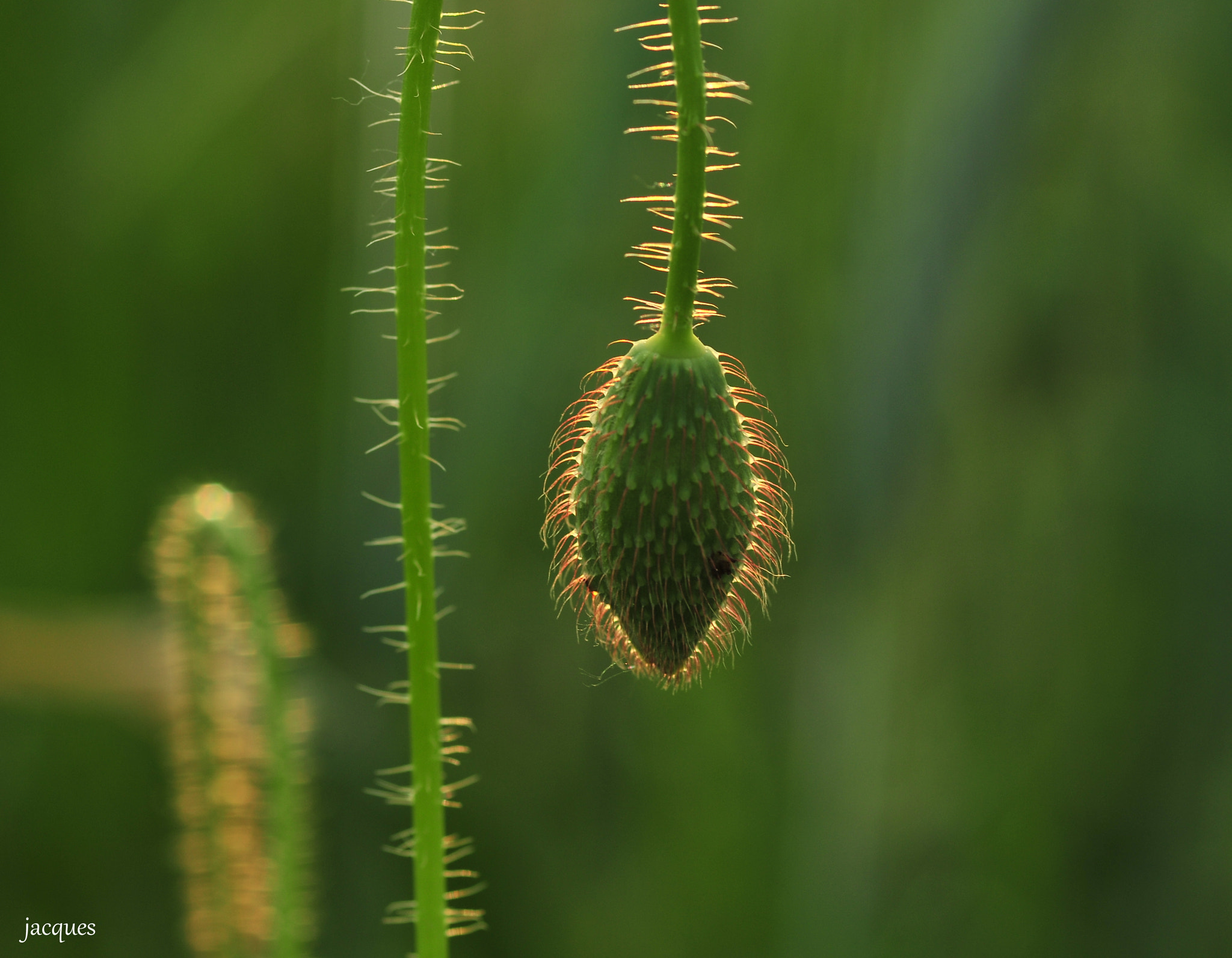 Nikon D300 + Sigma 105mm F2.8 EX DG Macro sample photo. Poppy photography