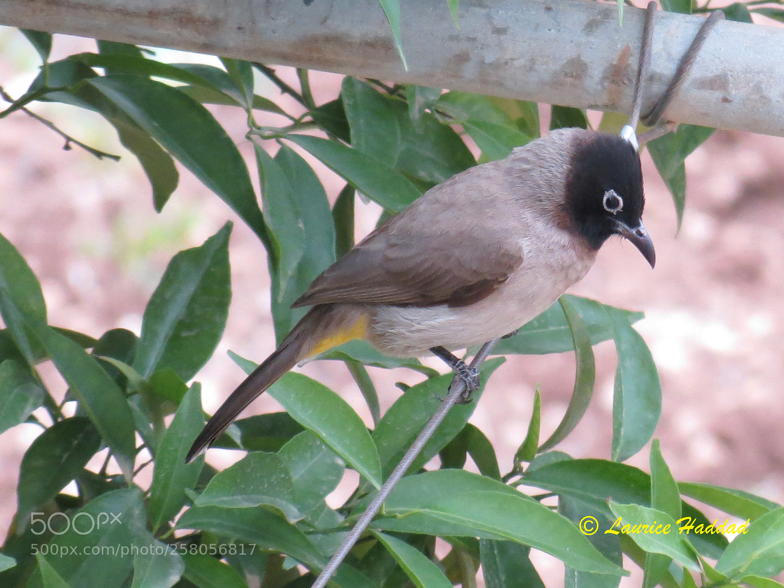Canon PowerShot SX40 HS sample photo. Bulbul photography