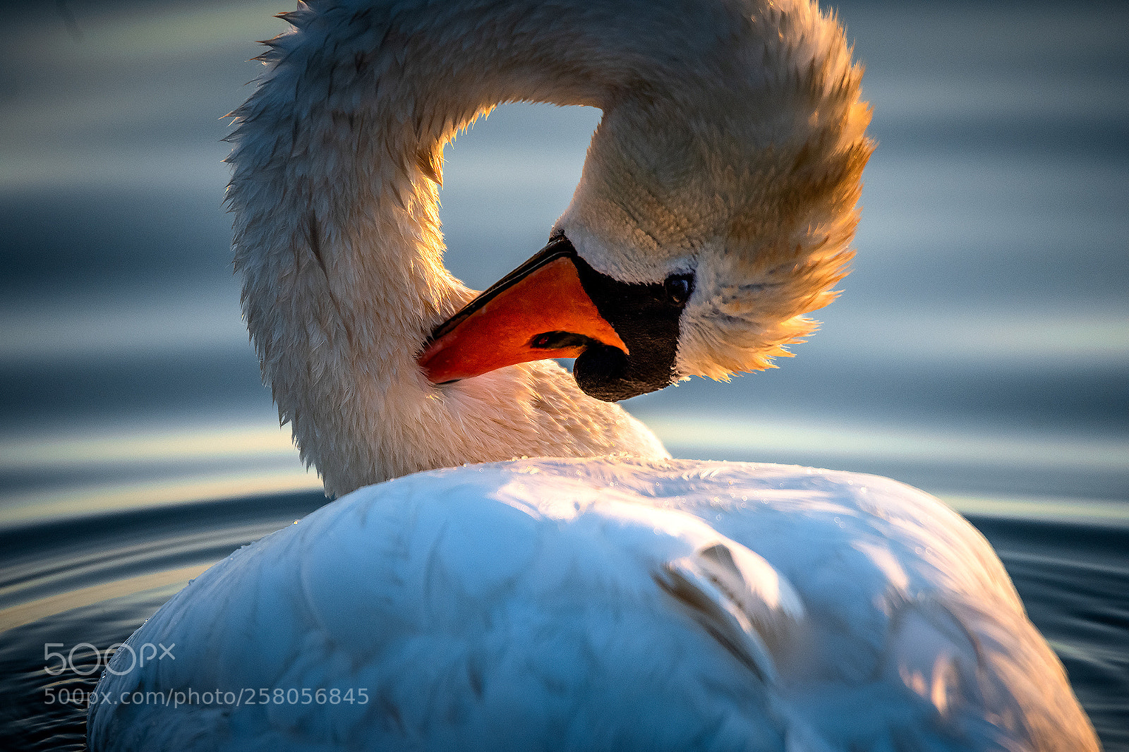 Nikon D810 sample photo. Swan photography